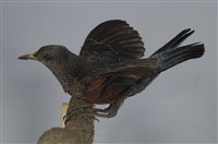 藏品(藍磯鶇)的圖片